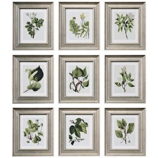 Set of nine prints. Each depicts a botanical leaf and plant. Champagne