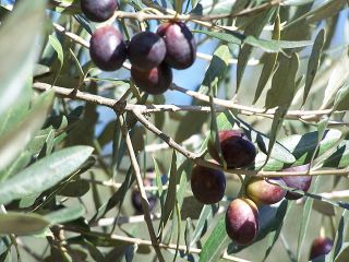 type olive tree 15 fresh cuttings edremit gemlik kalamata kılıc