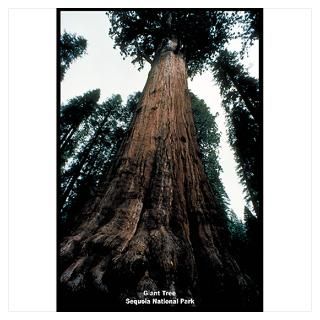 Wall Art  Posters  Sequoia National Park Tree