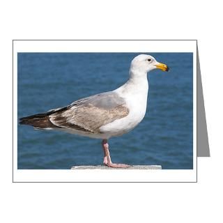 Gifts  Animal Note Cards  Seagull Photo Note Cards (Pk of 20