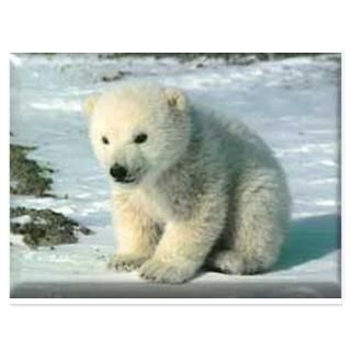 polar bear 5.5 x 4.25 Flat Cards