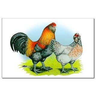 Ameraucana Chickens : Diane Jacky On Line Catalog