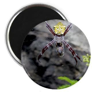 Spider eating Bee : A Friend in the Islands Custom Designs