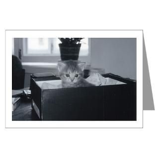 blank greeting cards kitten in a shoebox for