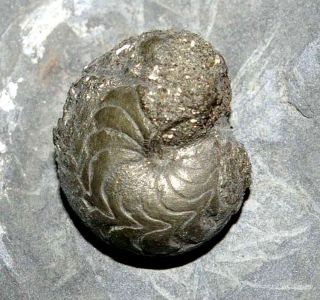 Maeneceras Kielcense Devonian Pyritized Ammonoid