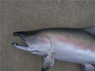 New XL King Salmon Fish Replica Mount Big 45 Inches