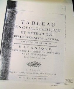 Lamarck Antique Print Botanical Engraving Mirobalanus 1700s Plate 849