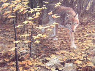 John Seerey Lester Evening Fall Red Wolf Ed Print