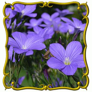 lb Blue Flax Bulk Wildflower Seeds