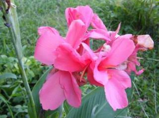 Plant name PINK CANNA LILY, CANNA INDICA (see picture above)