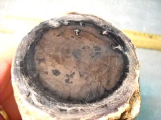 Loveland Polished Petrified Wood Limb from Oregon