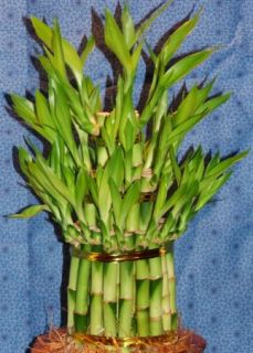 lucky bamboo spirals towers specialties pots accessories gifts this