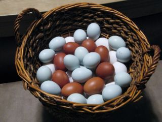 Taylor Hobby Farms 10 Assorted Hatching Eggs for Incubator Many RARE