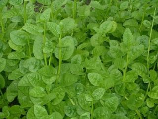 Green Stem Climbing Malabar Spinach Seeds V28