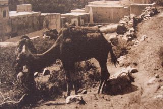 Heliogravure Originale Maroc Une Casbah Dans Le Souss Chelle Flandrin