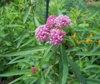 marsh milkweed soul mate valuable butterfly host plant