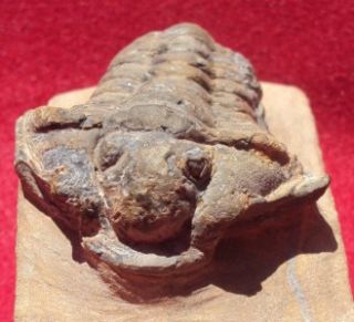 VERY SPECIAL GRAVICALYMENE MAURA FOSSIL TRILOBITE. MOROCCO. NICE