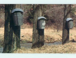 Pre 1980 Buckets to Collect Maple Tree Sap Meyersdale PA V5313