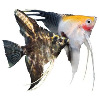 Live Pet Fish Tropical Semi Aggressive Angelfish