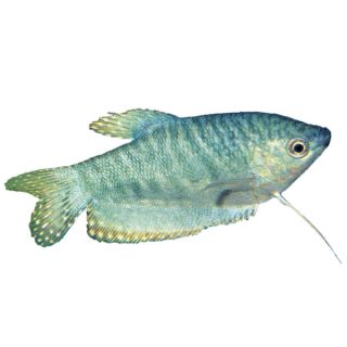 Opaline Gourami   Tropical Semi Aggressive   Fish