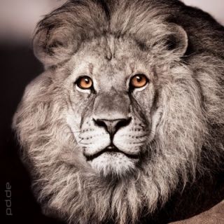 Glasbild Kings Glare Löwe mit leuchtenden Augen König der Tiere