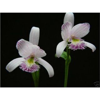 Moororchidee Pogonia ophioglossoides Rarität   Wunderschöne