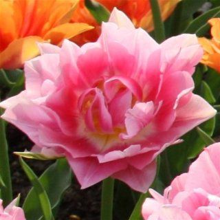 Gefüllte, frühe Tulpe Peach Blossom   30 blumenzwiebeln 