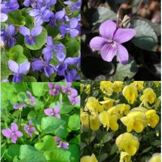 Stauden   Paket mit 10 Pflanzen Veilchen ( Viola ) Garten