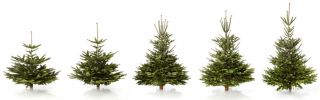 Weihnachtsbaum Nordmanntanne, ca. 105   120 cm hoch, geschlagen
