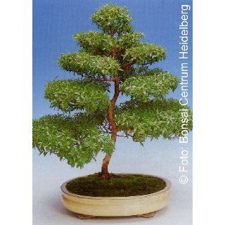 Tropica   Bonsai   Goldkiefer (Pinus ponderosa)   20 Samen