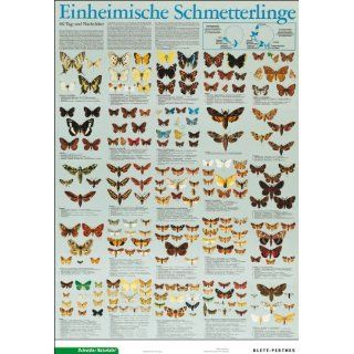 Einheimische Schmetterlinge 192 Tag  und Nachtfalter. (100 x 70 cm