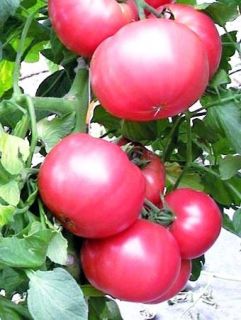TOMATO PEARLY PINK CHERRY seeds V 272