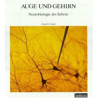 Spektrum Bibliothek, Bd.20 Auge und Gehirn. Neurobiologie des Sehens