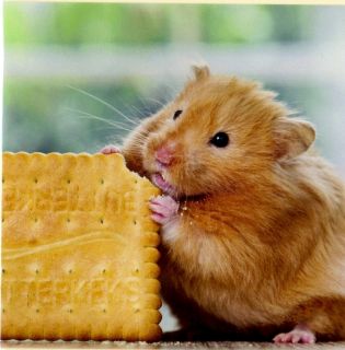 Klappkarte Nagetier   Hamster mit Keks   de luxe, quadratisch