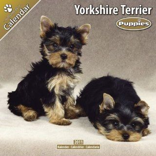 Kalender 2011 Yorkshire Terrier   Yorkie   Welpen Bücher