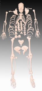 Lebensgroßes menschliches Skelett in Einzelteilen 170cm