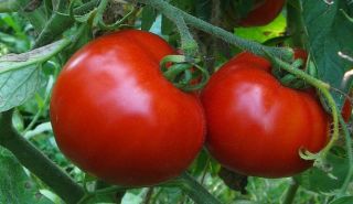 Historische Tomate   norddeutsche Hellfrucht   #738