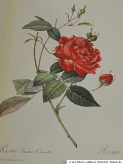 Die schönsten Rosen von Redoute   29 Wunderschöne Rosenmalereien