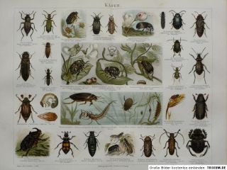 Zoologie   Käfer, Kerfe, Lithographie, 1888, M4