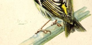 Vogel K. Schicktanz Monogramm K.S. signiert Aquarell Zeichnung