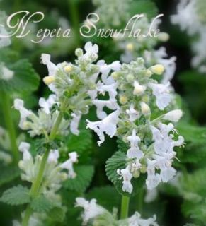 Nepeta racemosa Snowflake Katzenminze ~weißer Blütenzauber