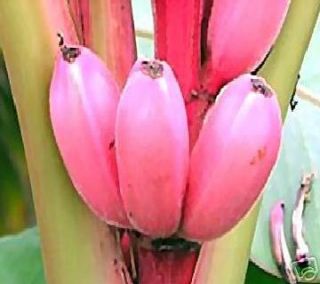 Schmackhafte winterharte rosa Banane schnellwüchsig