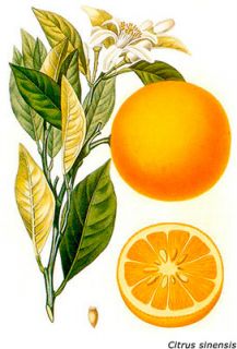 Orangenöl 100% naturrein kaltgepresst