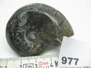 ca.5 7cm,Schnecke,Fossilien,Mineralien,Edelstein,Kristall / 977