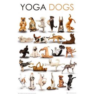 Poster YOGA dogs (Maxi 61 x 91.5cm)   Achat / Vente TABLEAU   POSTER