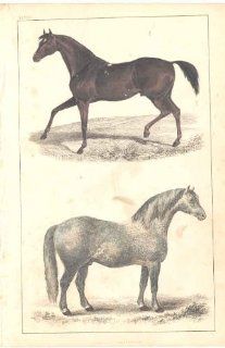 H/C 1852 Goldsmith Race Horse + Cart Horse