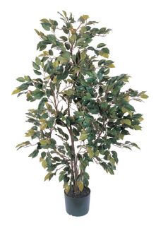 Weeping Ficus 6 foot Tree Today $156.99 5.0 (3 reviews)