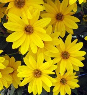 Yellow Daisy Poms 168 stems Grocery & Gourmet Food