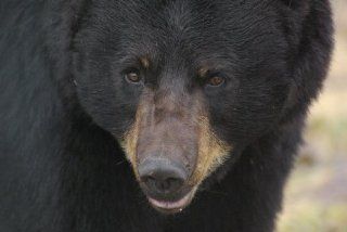 Black Bear Taxidermy Photo Reference CD