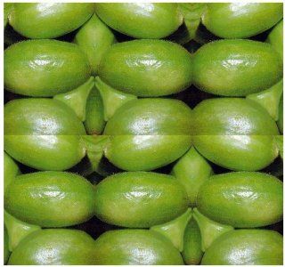 10 EUROPE MANDURIAN ROUND Cucumber seeds CUISINE DELICACY
